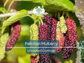 10pcs Pakistan Mulberry Organic Unrooted Cuttings - Morus Nigra, Perfect for Rooting or Grafting, Fruit Tree Cuttings, Hardy & Productive