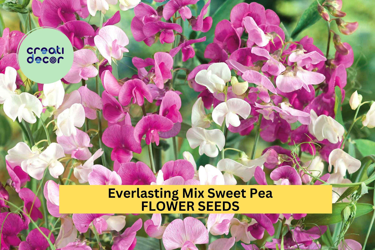 50+ Everlasting Mix Sweet Pea Seeds – Perennial Blooming Vines for Garden Planting, Colorful Climbing Flowers for Fences – USA