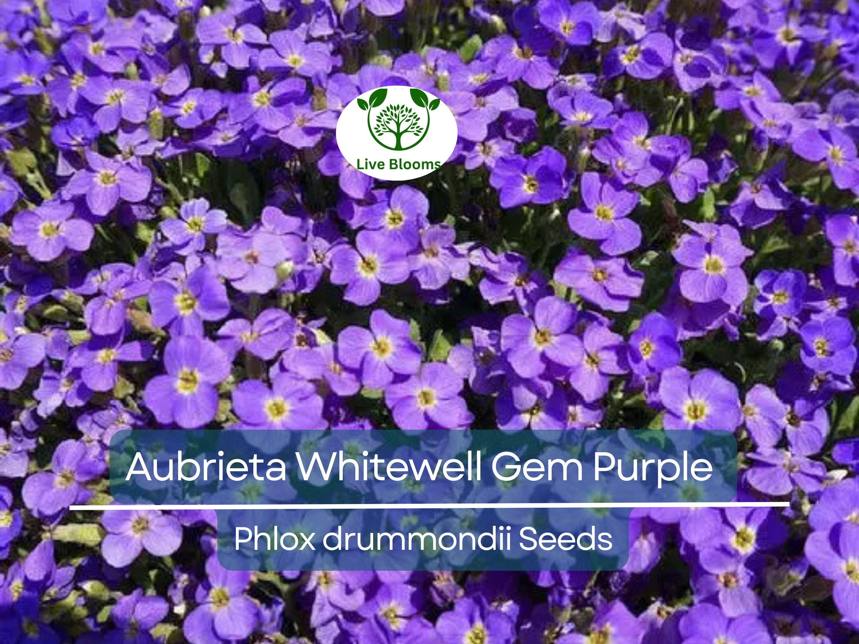 500 Seeds Aubrieta Whitewell Gem, Purple Rock Cress, Groundcover Perennial, Non-GMO, Vibrant Purple Blooms for Gardens & Borders