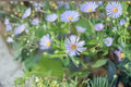 Symphyotrichum Puniceum Swamp Aster Seeds – 350 Native Perennial Wildflower Seeds, Wetland Pollinator Plant
