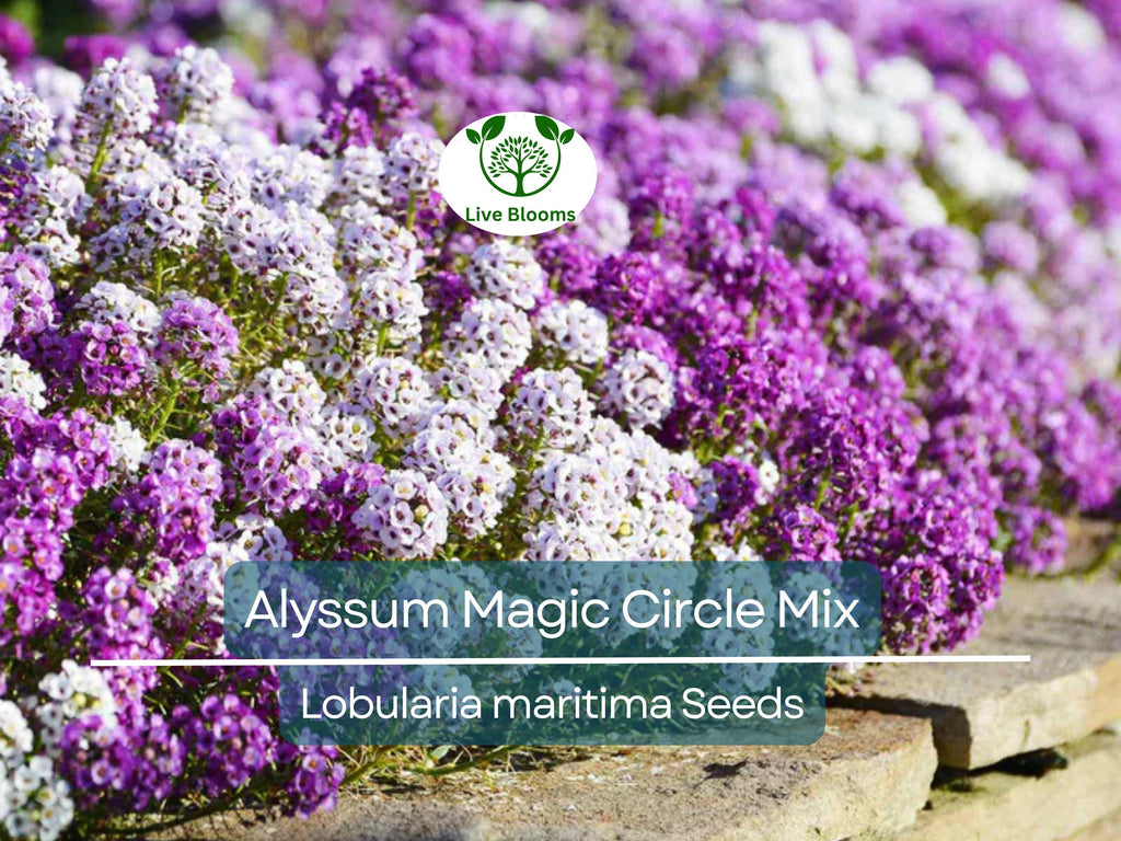 1000 Seeds Alyssum Magic Circle Mix, Trailing Groundcover, Pink, Purple, White, Non-GMO, Sweet-Smelling Flowers, Great for Borders
