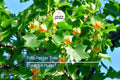 Tulip Poplar Tree Seedling for Planting | Live Liriodendron Tulipifera | Tallest Eastern Hardwood |