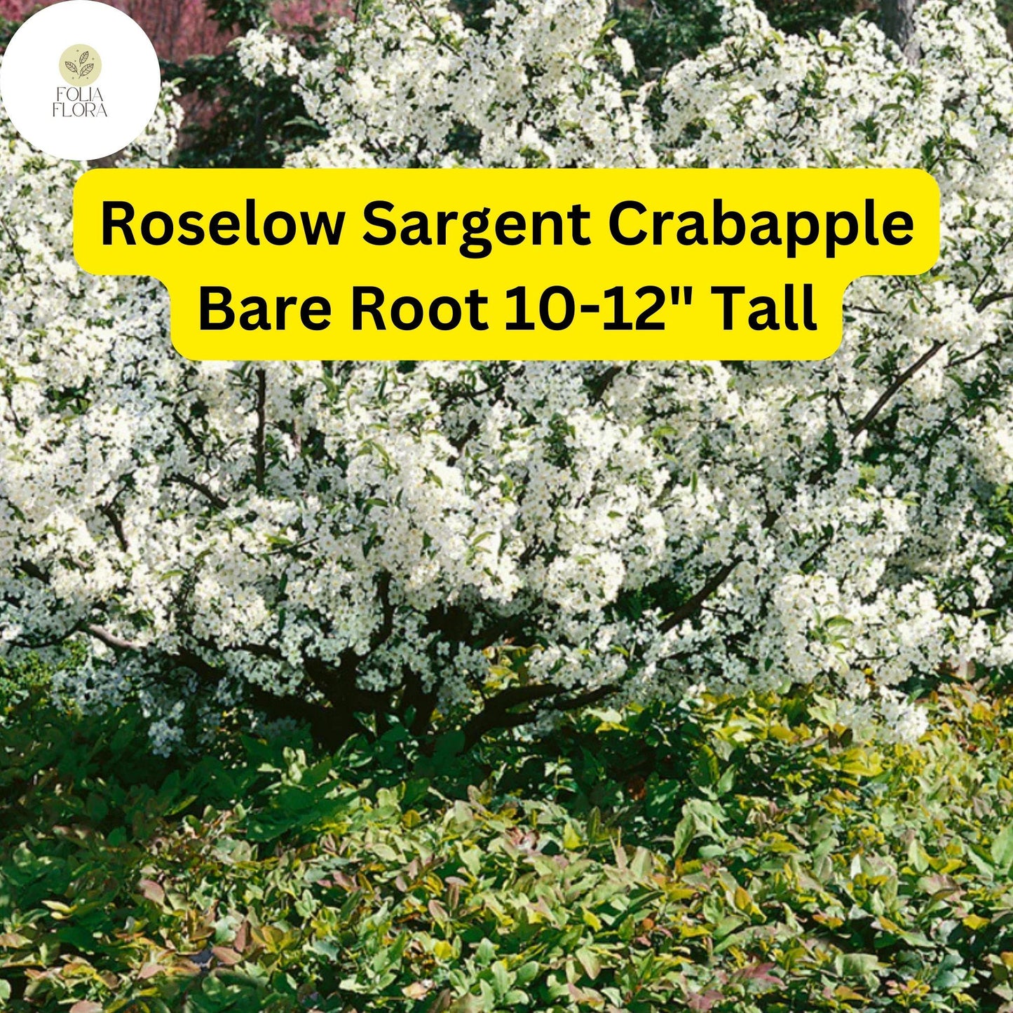 1 Roselow Sargent Crabapple Tree (Malus sargentii) Live Bare Root Plant 10-12"