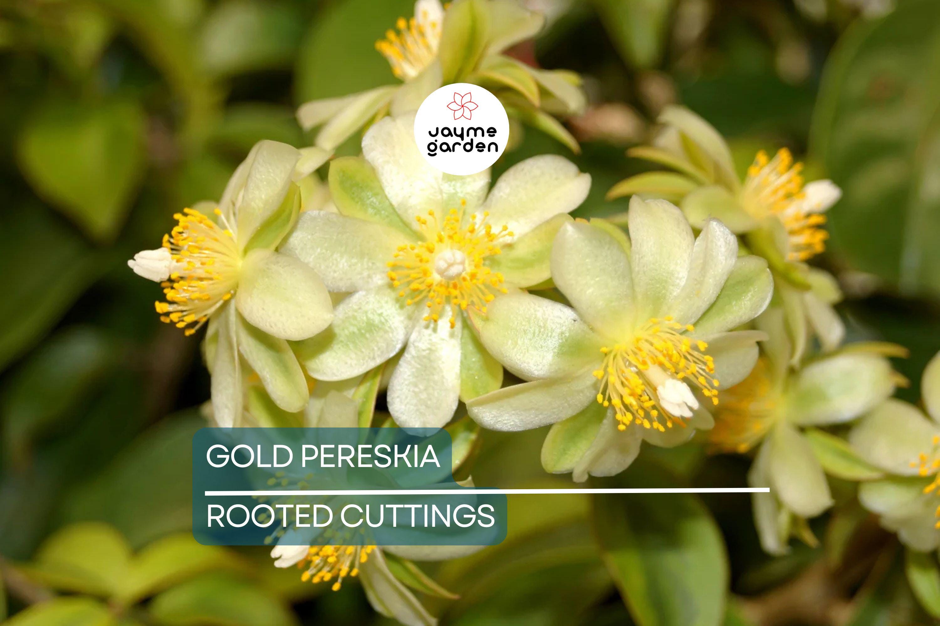 FLOWERING GOLD PERESKIA aculeata Cactus Vine Succulent Plant - 4" Live Rooted Cutting