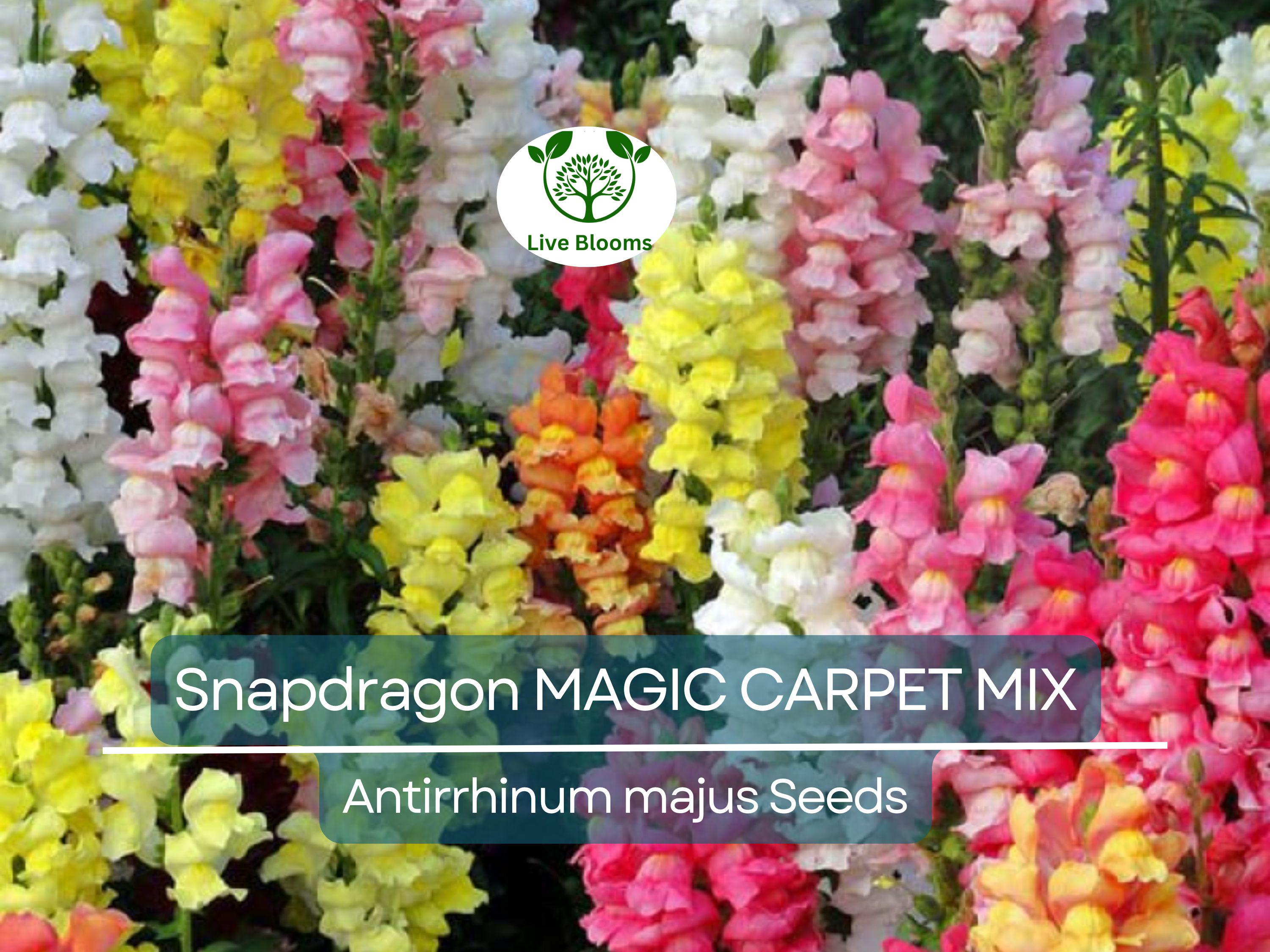 1000 Seeds Snapdragon MAGIC CARPET Mix Multicolored Blooms, Non-GMO, Butterflies, Antirrhinum Majus, Flowering Plants, Garden, Perennial
