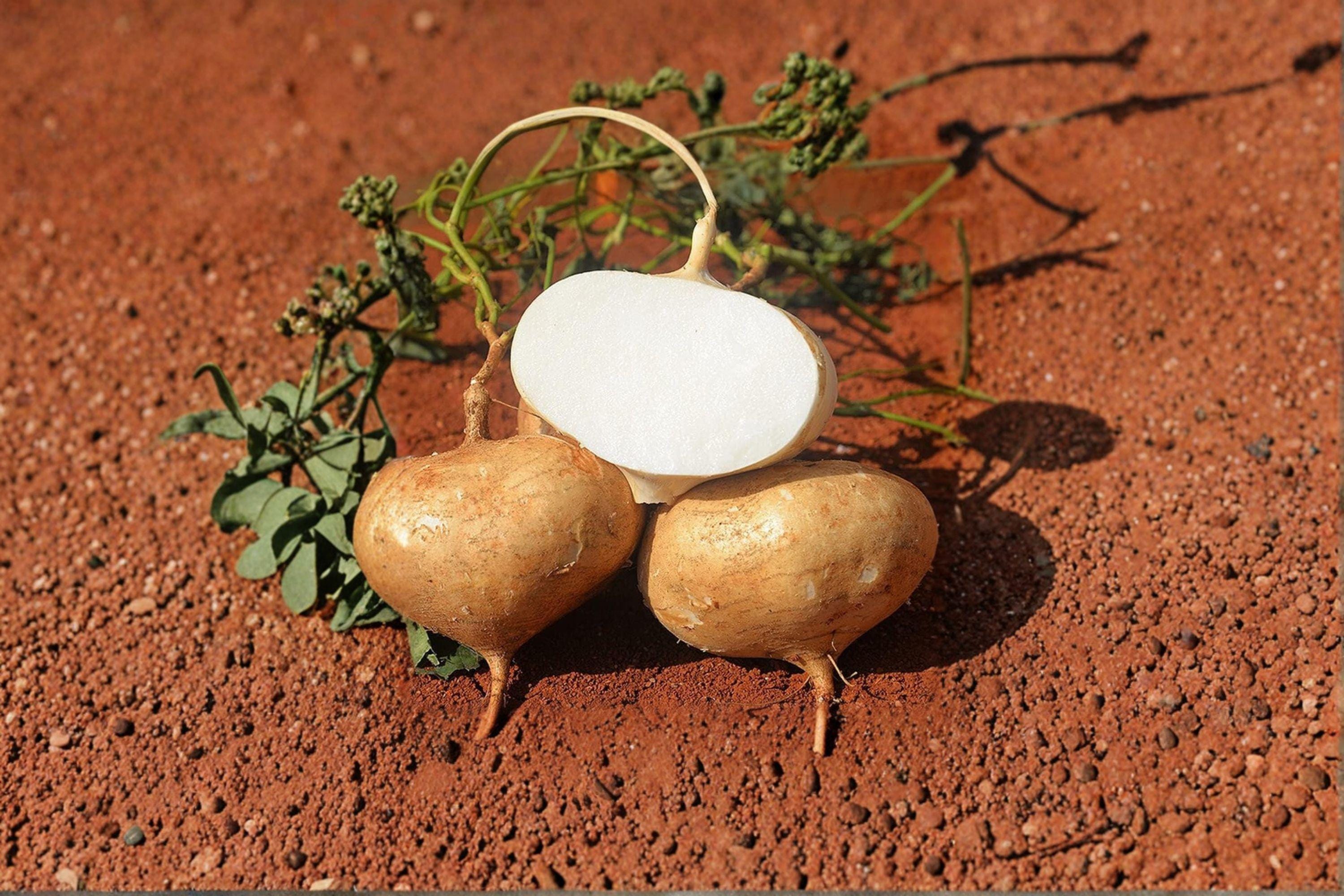 True Jicama 5 Seeds | Tropical Root Vegetable | Crisp & Sweet Tubers | Unique Garden Crop