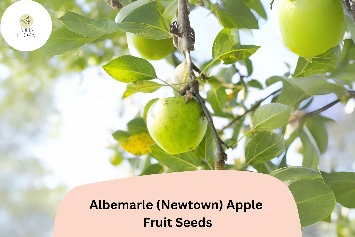 25+ Albemarle (Newtown) Apple Seeds | Heirloom Green Apple | Malus domestica | Crisp & Tart | Rare Garden Fruit Tree Seeds