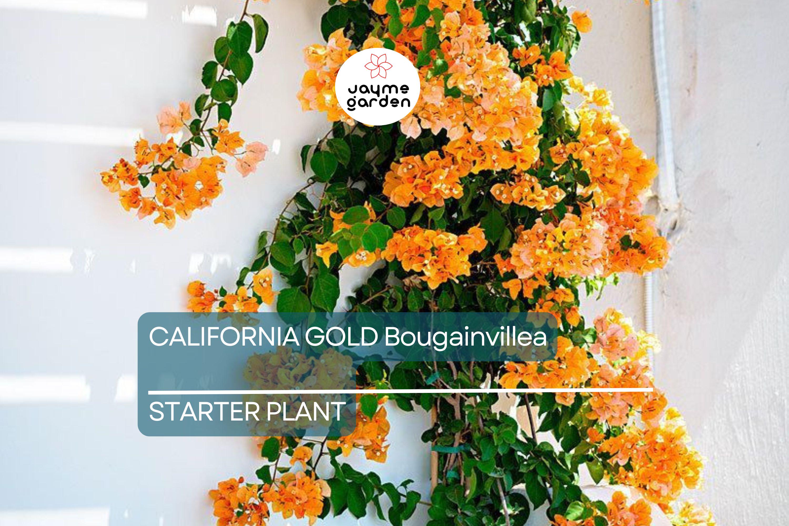California Gold Bougainvillea Starter Plant - Well-Rooted Plug, Vibrant Golden Blooms, Evergreen Shrub, Light Watering, Full Sun