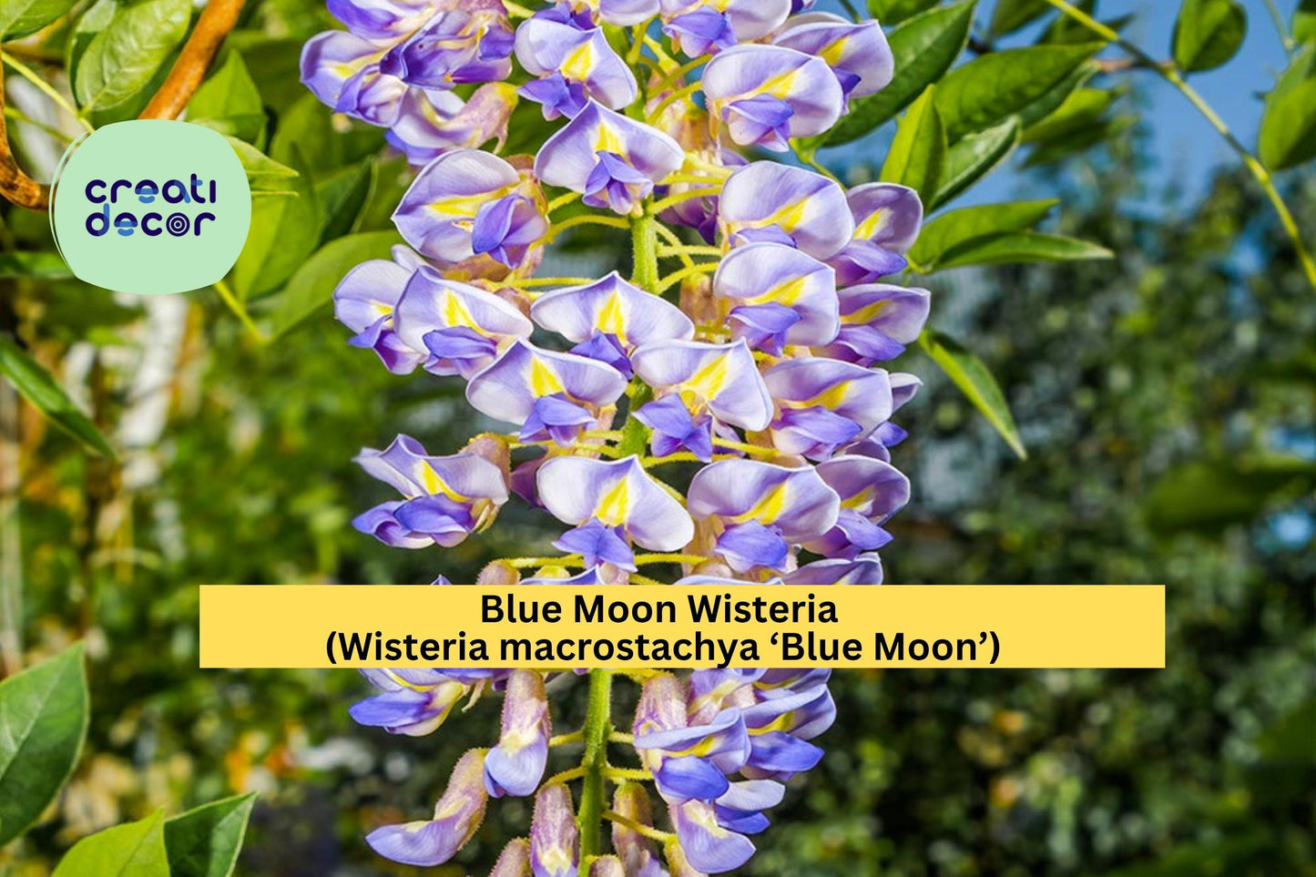 Blue Moon Wisteria | Wisteria macrostachya | Live 10–12 Inch Hardy Perennial Vine