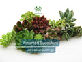 15 Assorted Succulent Unrooted Cuttings 1-2" - 50+ Varieties, Ideal for Propagation, Easy Care, Cactus & Succulent Plant Collection