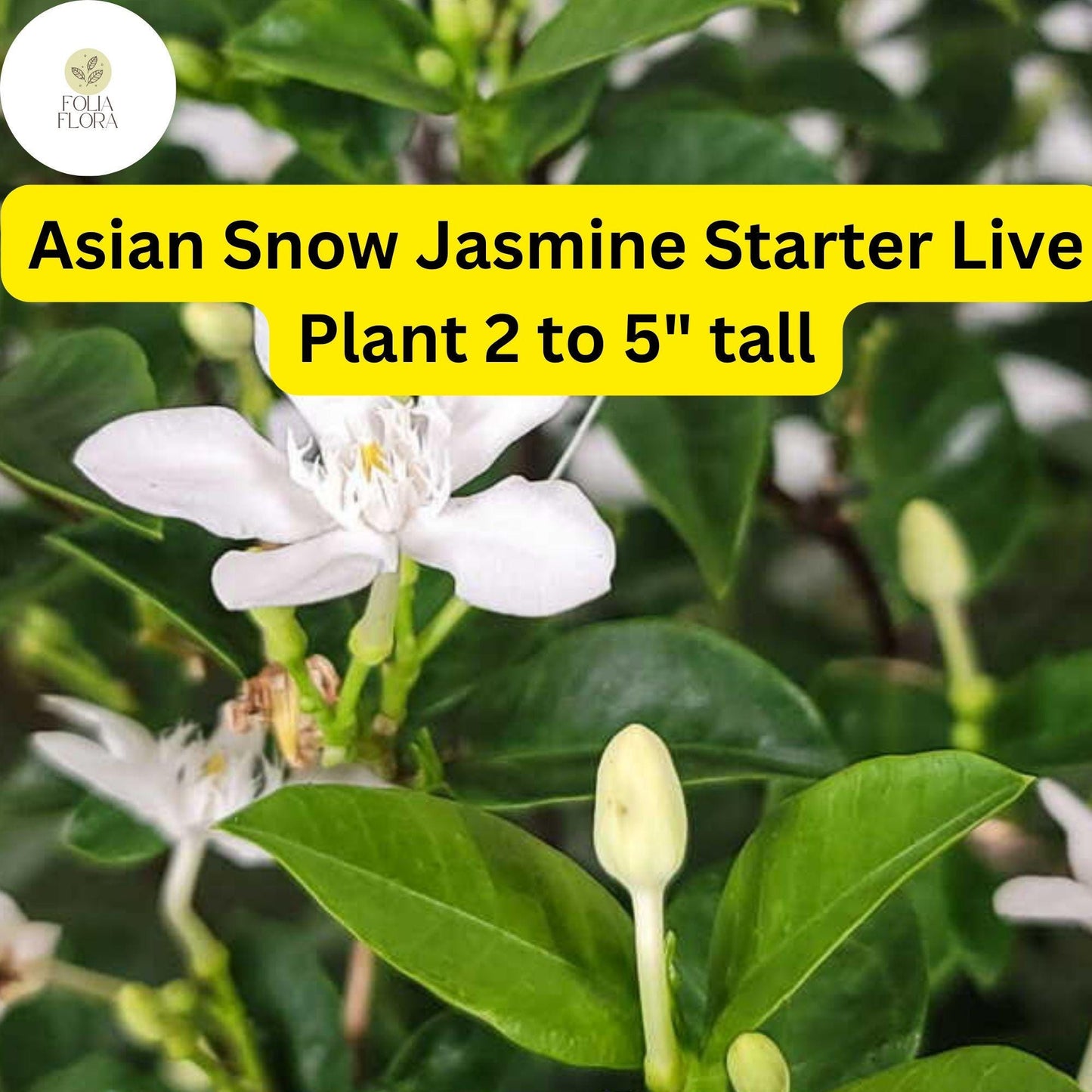 1 Wrightia Antidysenterica – Asian Snow Jasmine Bare Root Starter Live Plant 2-5” Tall – Fragrant White Flowers