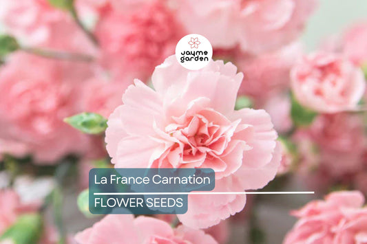 La France Carnation Seeds - Non-GMO, Heirloom, 30+ Seeds, Fragrant Pink Blooms, Zones 6-8, Full Sun, Free Shipping