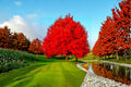 Red Maple 2 Live Trees 18" Tall (Acer rubrum) Bare Root Fall Color Tree