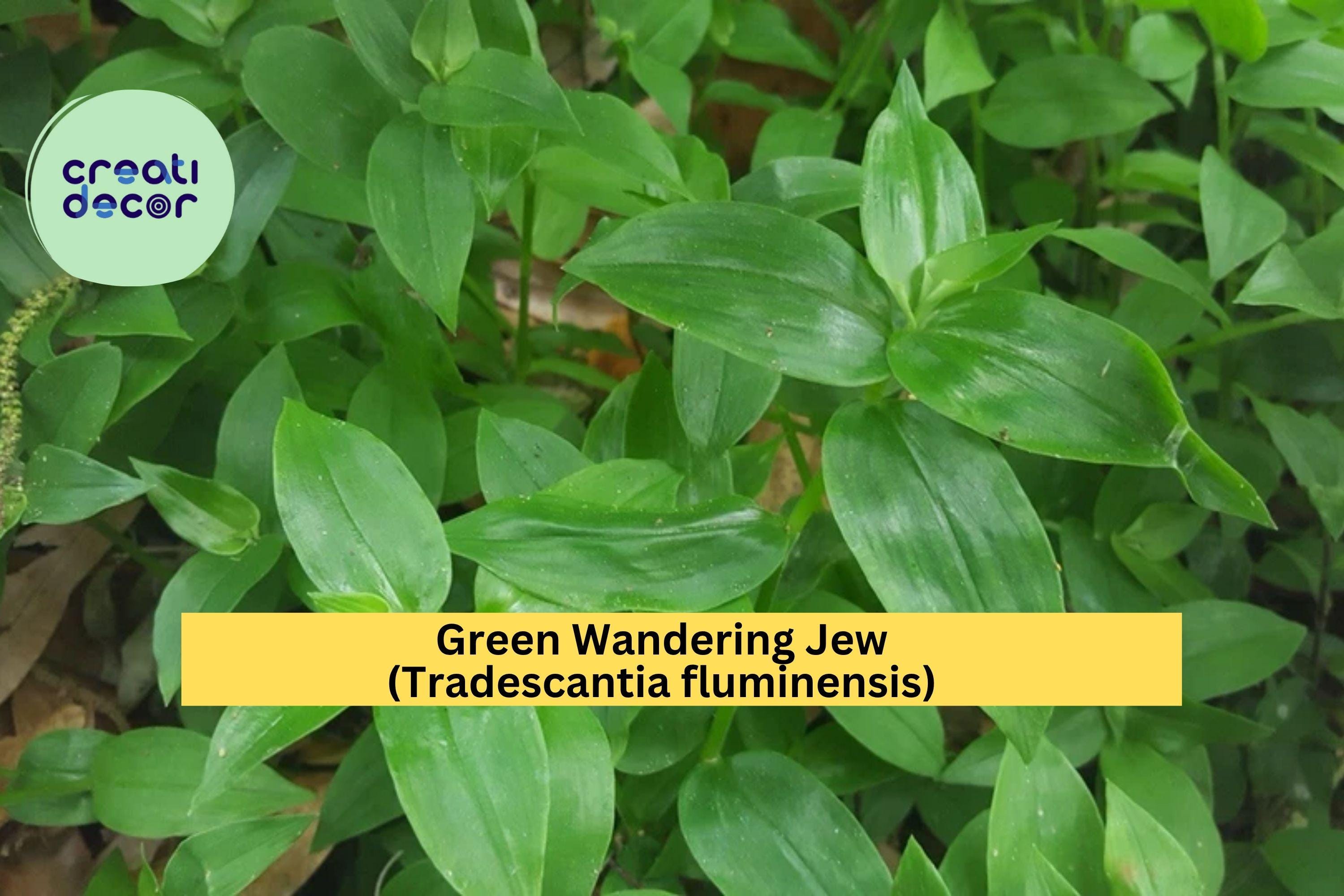 Green Wandering Jew Live Plant – Rooted Tradescantia fluminensis, Easy-Grow Trailing Vine for Hanging Pots or Terrariums, Zones 9–11