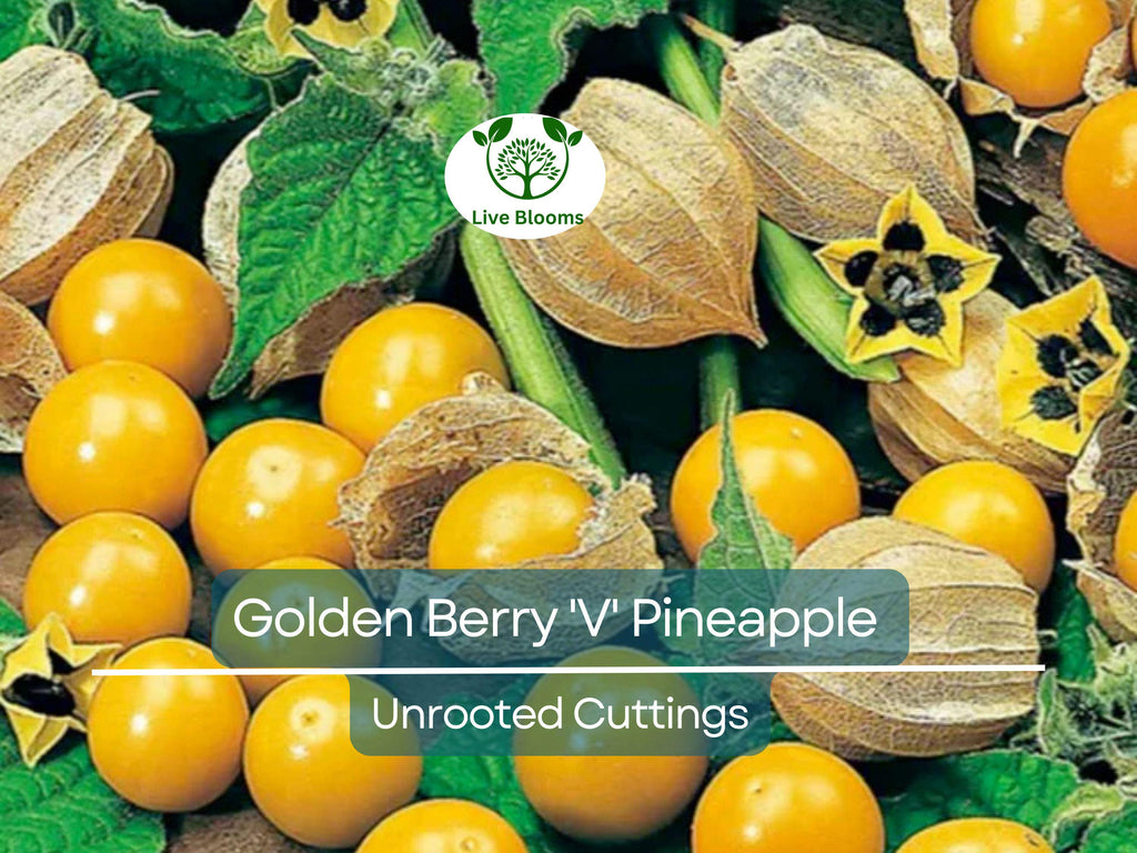 6 Golden Berry 'V' Pineapple Fresh Cuttings for Rooting, Physalis peruviana, Tropical Fruit Plant, Easy to Grow, Delicious Berries