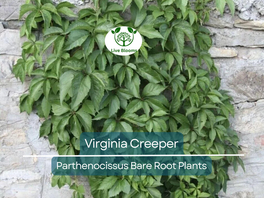 5 Virginia Creeper Vines – Bare Root Plants – Parthenocissus quinquefolia – Fast-Growing Native Perennial Climber
