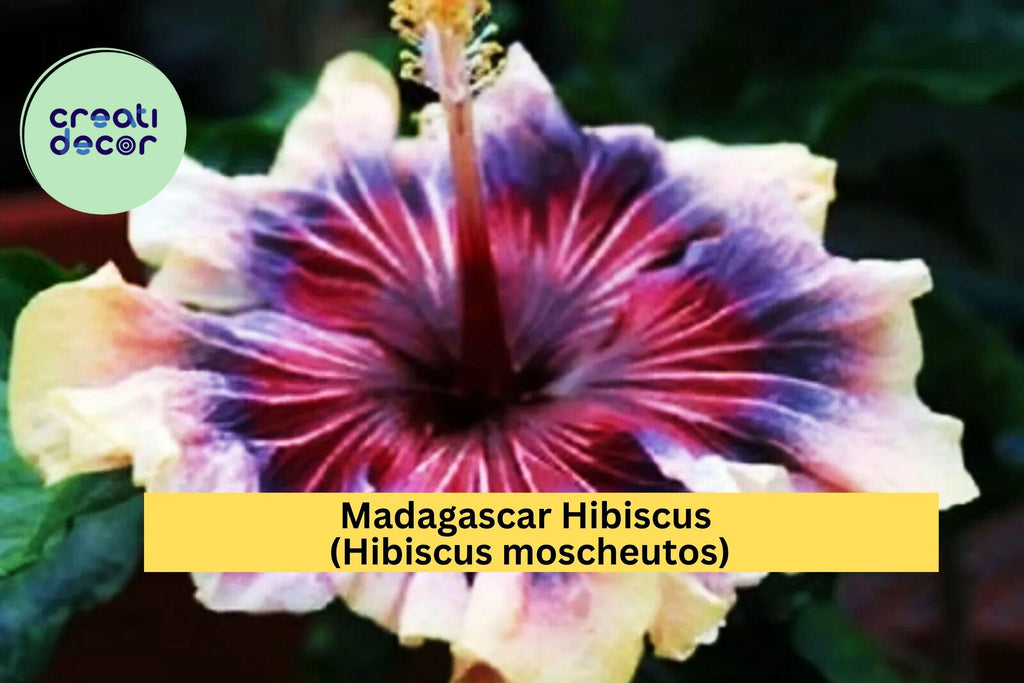 Madagascar Hibiscus Plant – Hibiscus moscheutos – Live Starter Mallow, Hardy Perennial, Large Tropical Blooms, US Grown