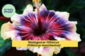 Madagascar Hibiscus Plant – Hibiscus moscheutos – Live Starter Mallow, Hardy Perennial, Large Tropical Blooms, US Grown