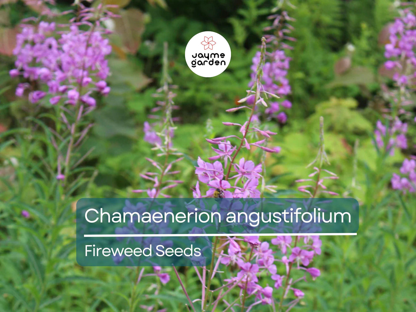 500 Seeds Chamaenerion Angustifolium | Fireweed Seeds for Planting | Willow Herb | Magenta Flower | Pollinator Attracting Fast Grower
