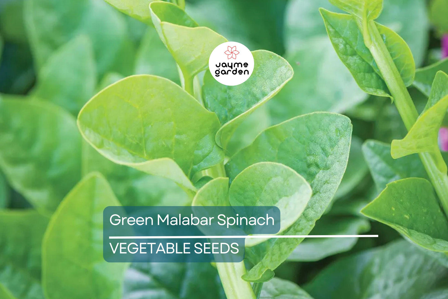100 Green Malabar Spinach Seeds - Heat-Tolerant Climbing Vine, Non-GMO, Specialty Green