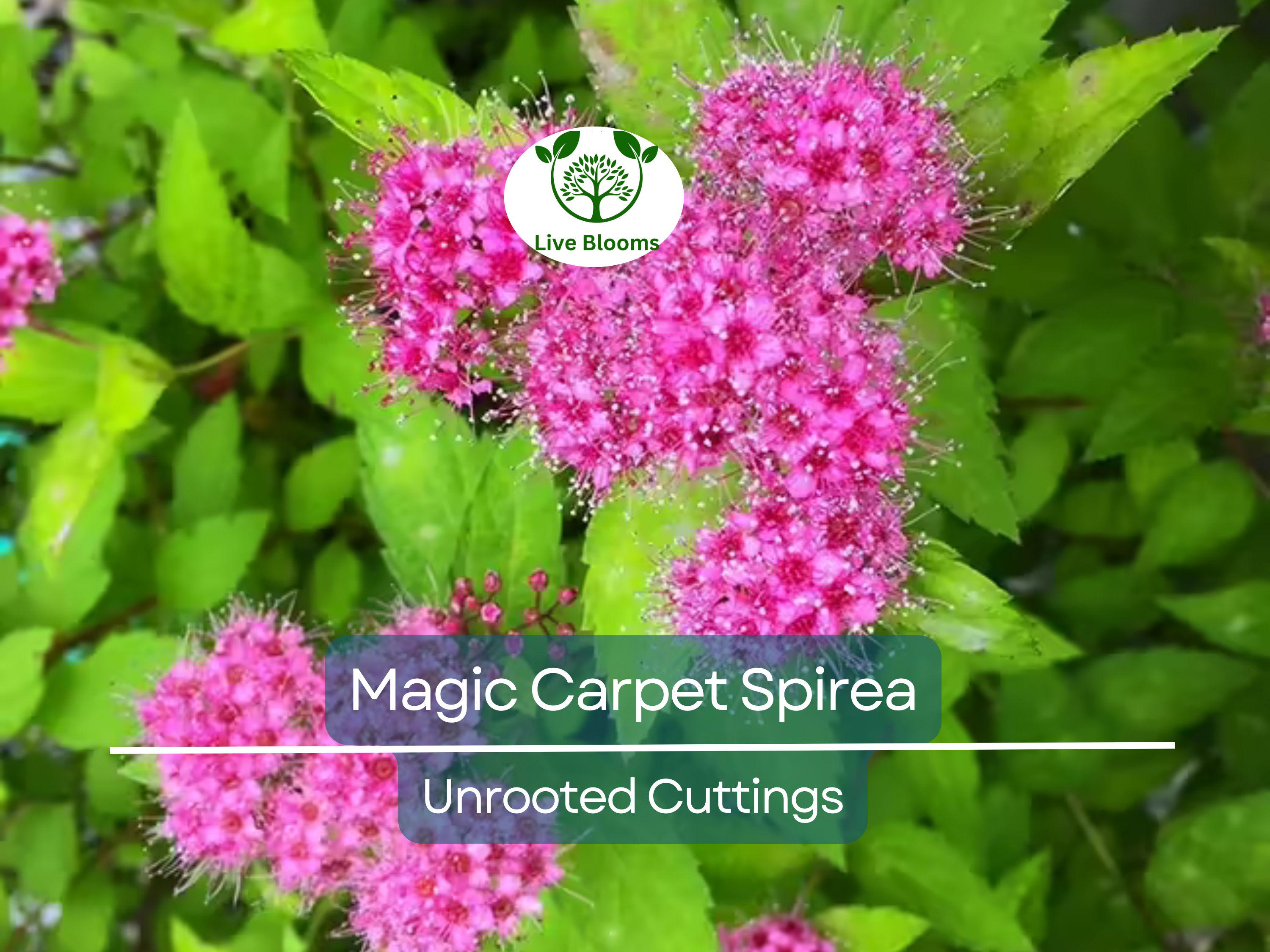 10 Magic Carpet Spirea Cuttings - Unrooted 6-8" | Easy to Grow, Colorful Shrub