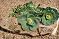 Cabbage – Early Jersey Wakefield 250 Seeds | Heirloom Pointed Cabbage | Very Early | Sweet & Tender Leaves