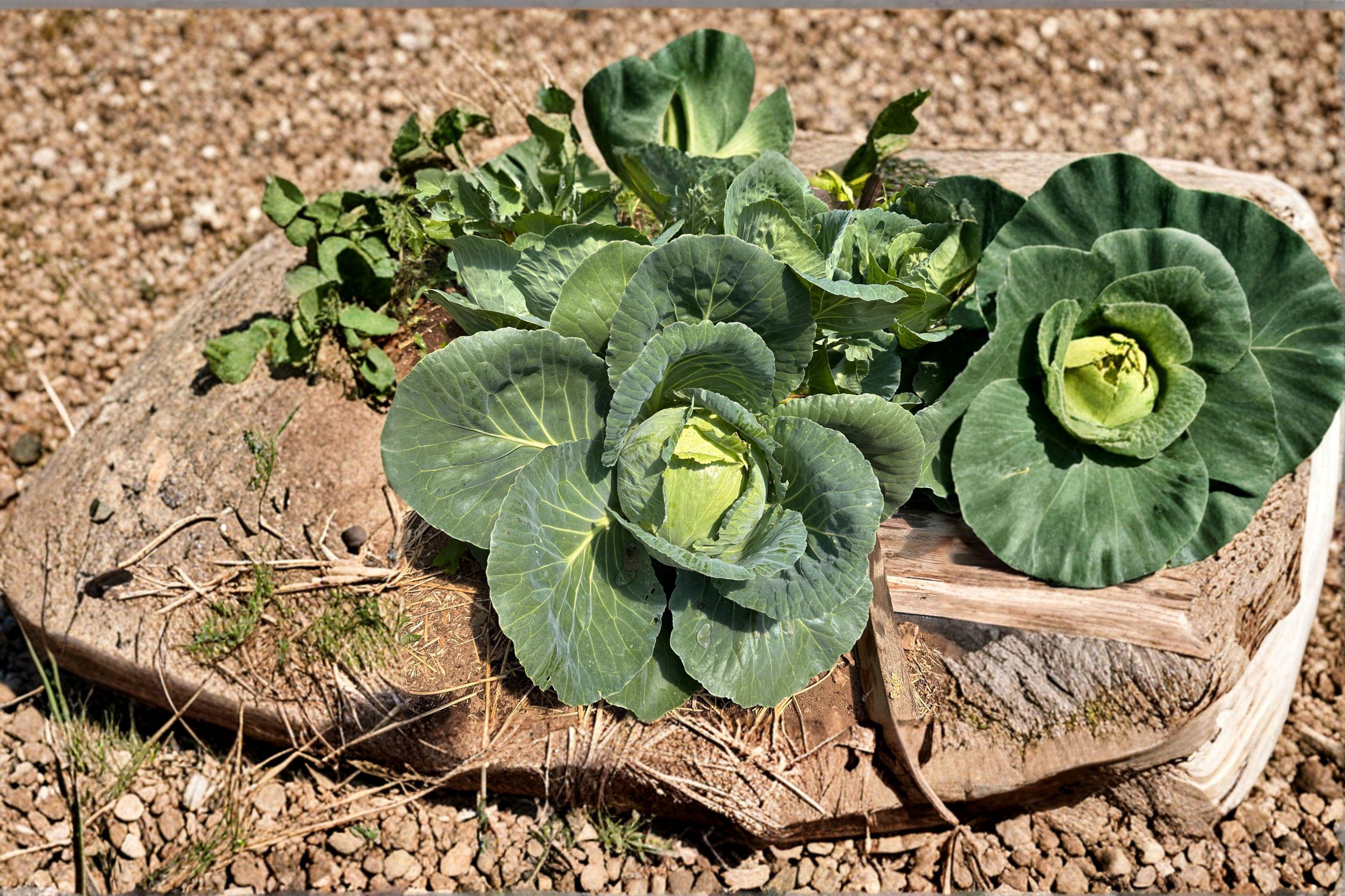 Cabbage – Early Jersey Wakefield 250 Seeds | Heirloom Pointed Cabbage | Very Early | Sweet & Tender Leaves
