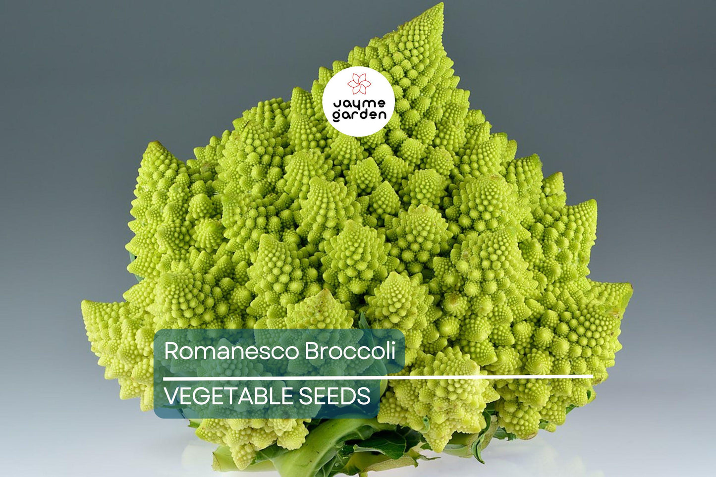1,000 Romanesco Broccoli Seeds – Non-GMO Heirloom, Unique Fractal Shape, USA Seller, Free Shipping