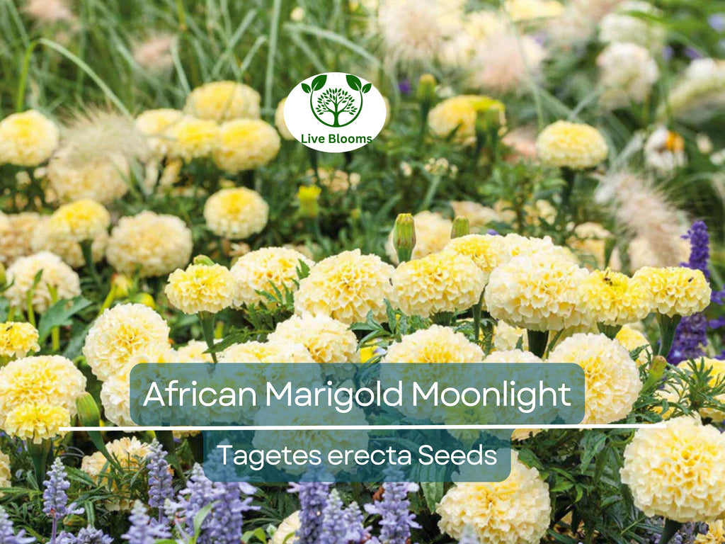 25 Seeds African Marigold Moonlight 18-24" Double Blooms - Non-GMO, Bee-Friendly, Bright Yellow Flowers, Perfect for Gardens & Landscapes