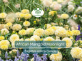 25 Seeds African Marigold Moonlight 18-24" Double Blooms - Non-GMO, Bee-Friendly, Bright Yellow Flowers, Perfect for Gardens & Landscapes