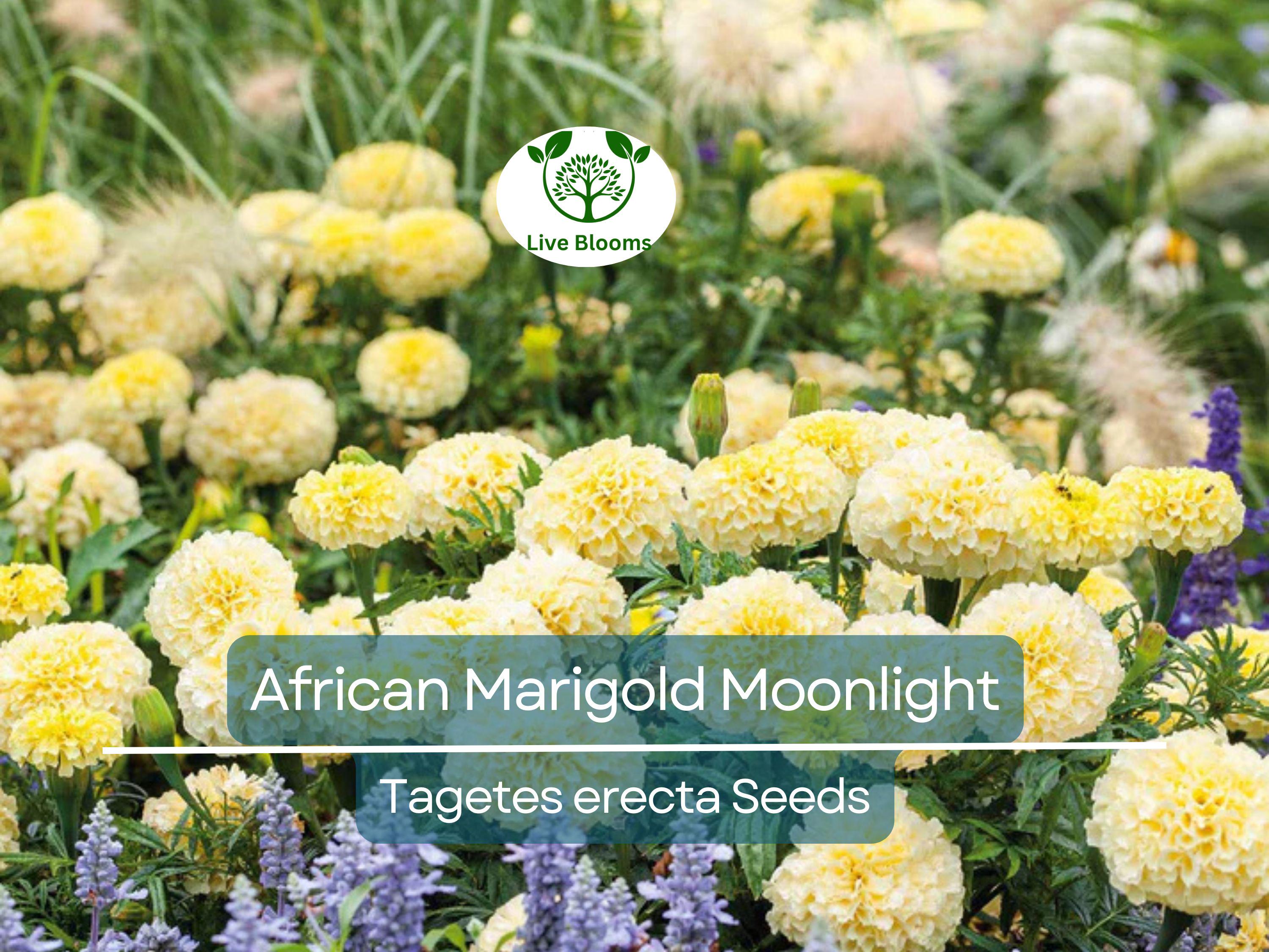 25 Seeds African Marigold Moonlight 18-24" Double Blooms - Non-GMO, Bee-Friendly, Bright Yellow Flowers, Perfect for Gardens & Landscapes