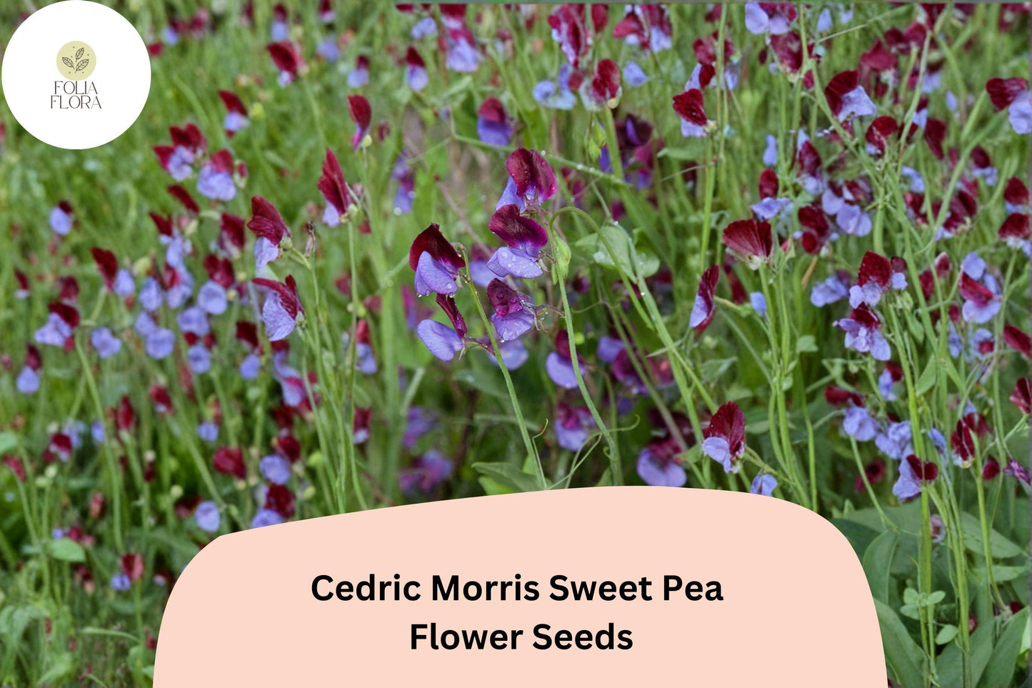 50+ Cedric Morris Sweet Pea Seeds | Fragrant Climbing Annual Flower for Garden & Cut Flower Arrangements