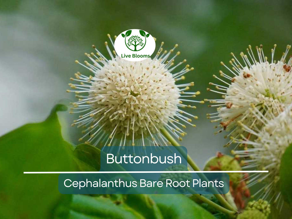 1 Buttonbush Live Plant – Cephalanthus Occidentalis 12–18” Bare Root Shrub – Native Pollinator Magnet with Unique Blooms