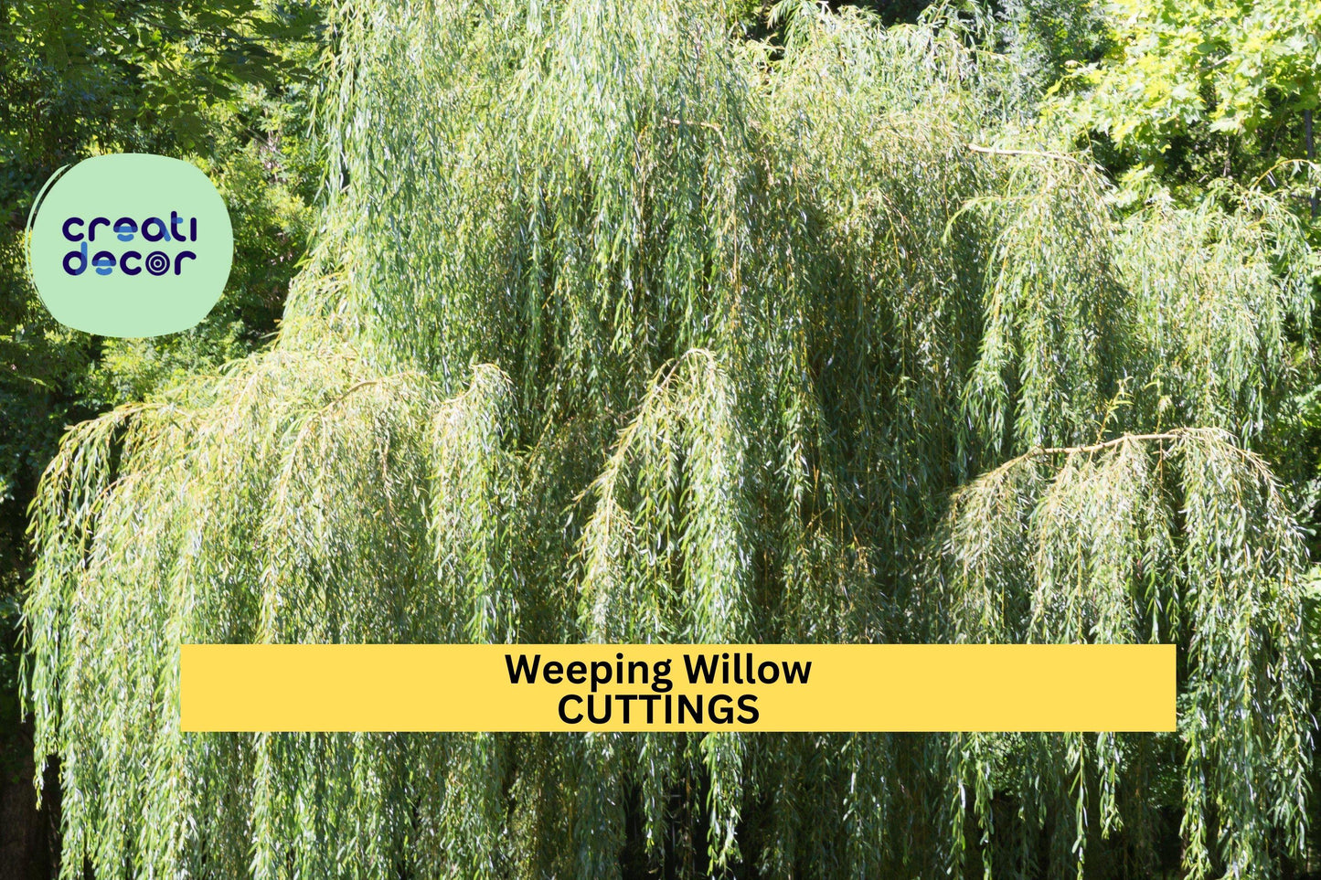 5 Weeping Willow Trees | Salix Babylonica Bare Root | 14–24" Bright Green Starter Trees | Fast Growing Landscape Tree