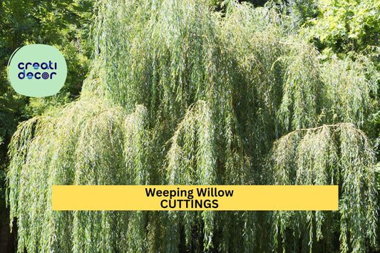 5 Weeping Willow Trees | Salix Babylonica Bare Root | 14–24" Bright Green Starter Trees | Fast Growing Landscape Tree