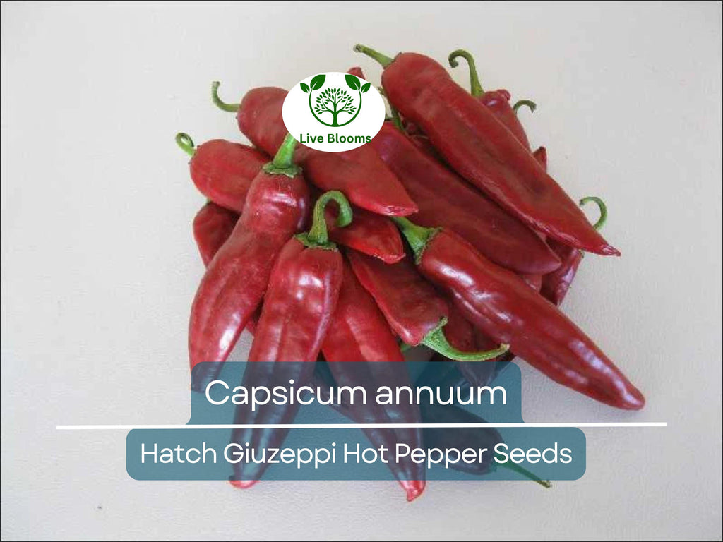 250 mg Seeds Hatch Giuzeppi Hot Pepper – Capsicum annuum | Heirloom Pepper for Planting, Gardening & Flavorful Spicy Harvest
