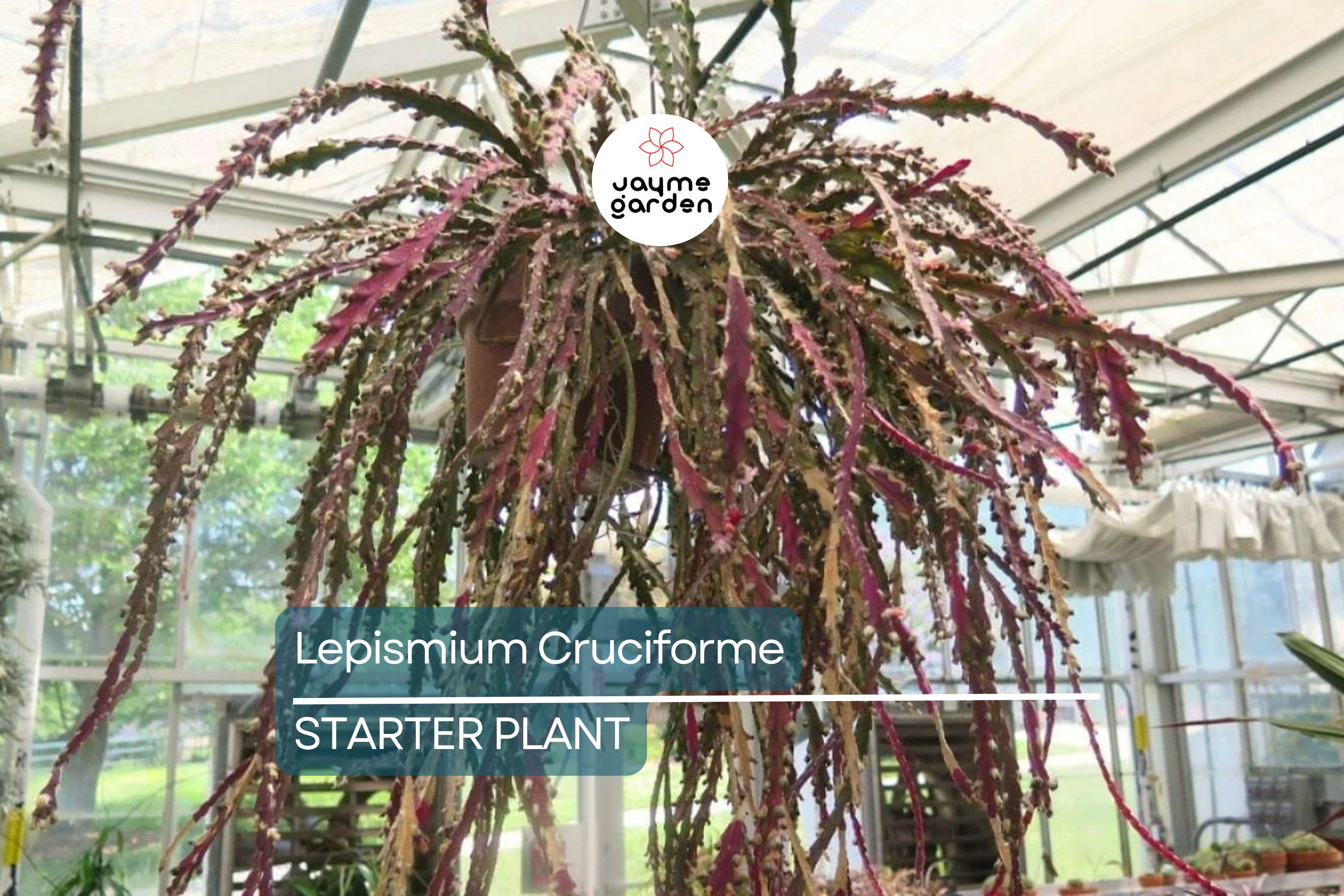 Lepismium cruciforme Super Red Clone | Jungle Cactus Cutting with Pink Flowers & Red Fruits | Rare Hanging Succulent