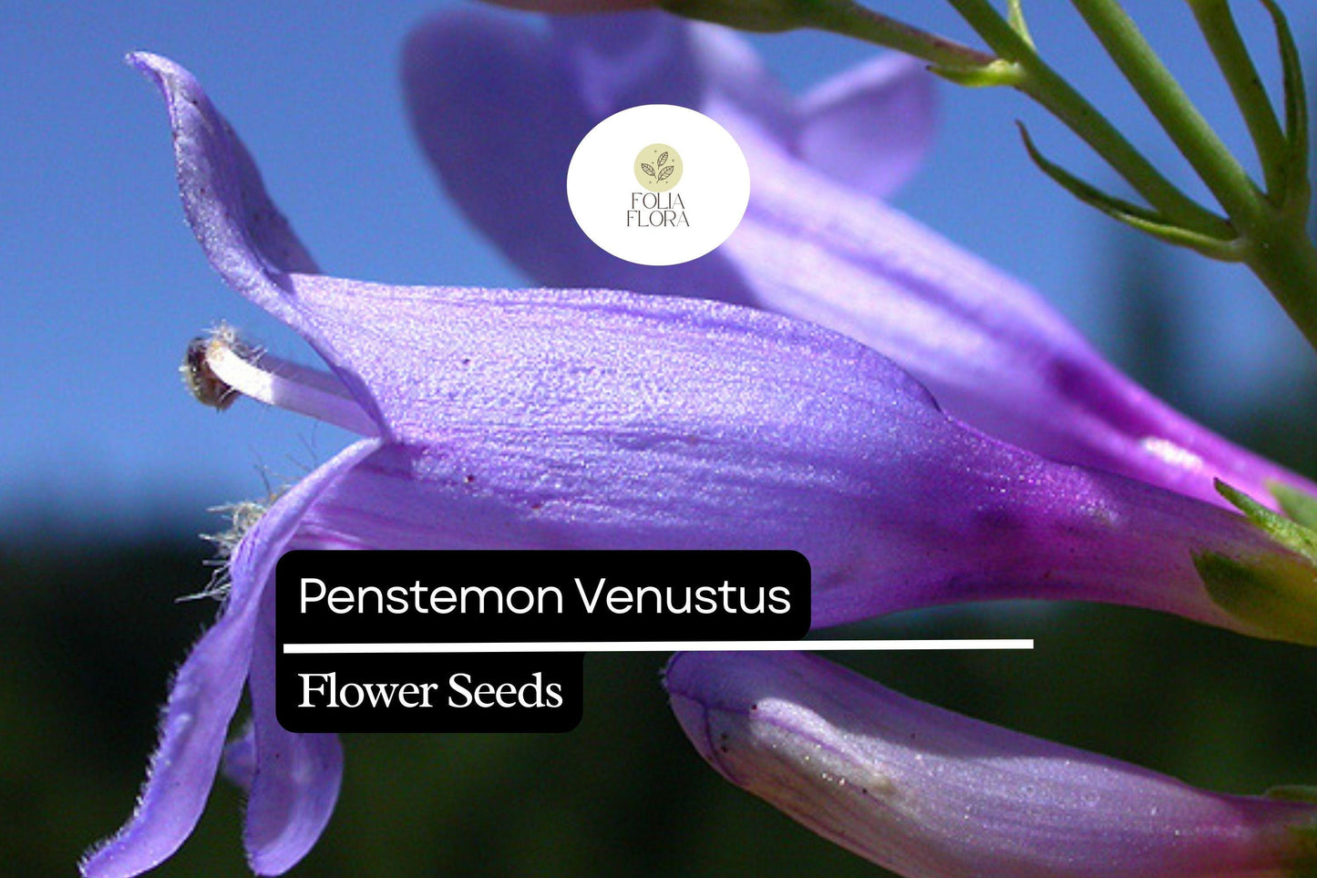 100mg Penstemon venustus - Venus Penstemon Seeds, Lavender Wildflower, Pollinator-Friendly Perennial