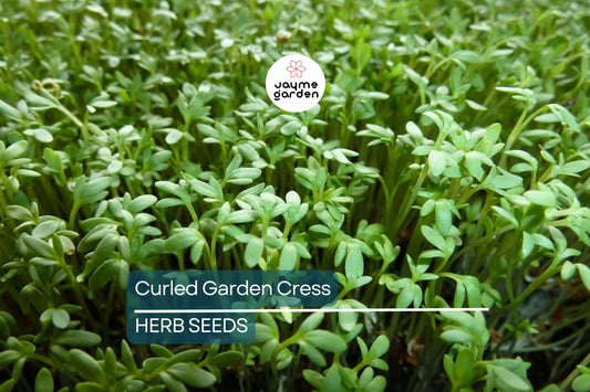 5000 Curled Garden Cress Seeds – Heirloom, Non-GMO, Fast-Growing Herb | USA Seller