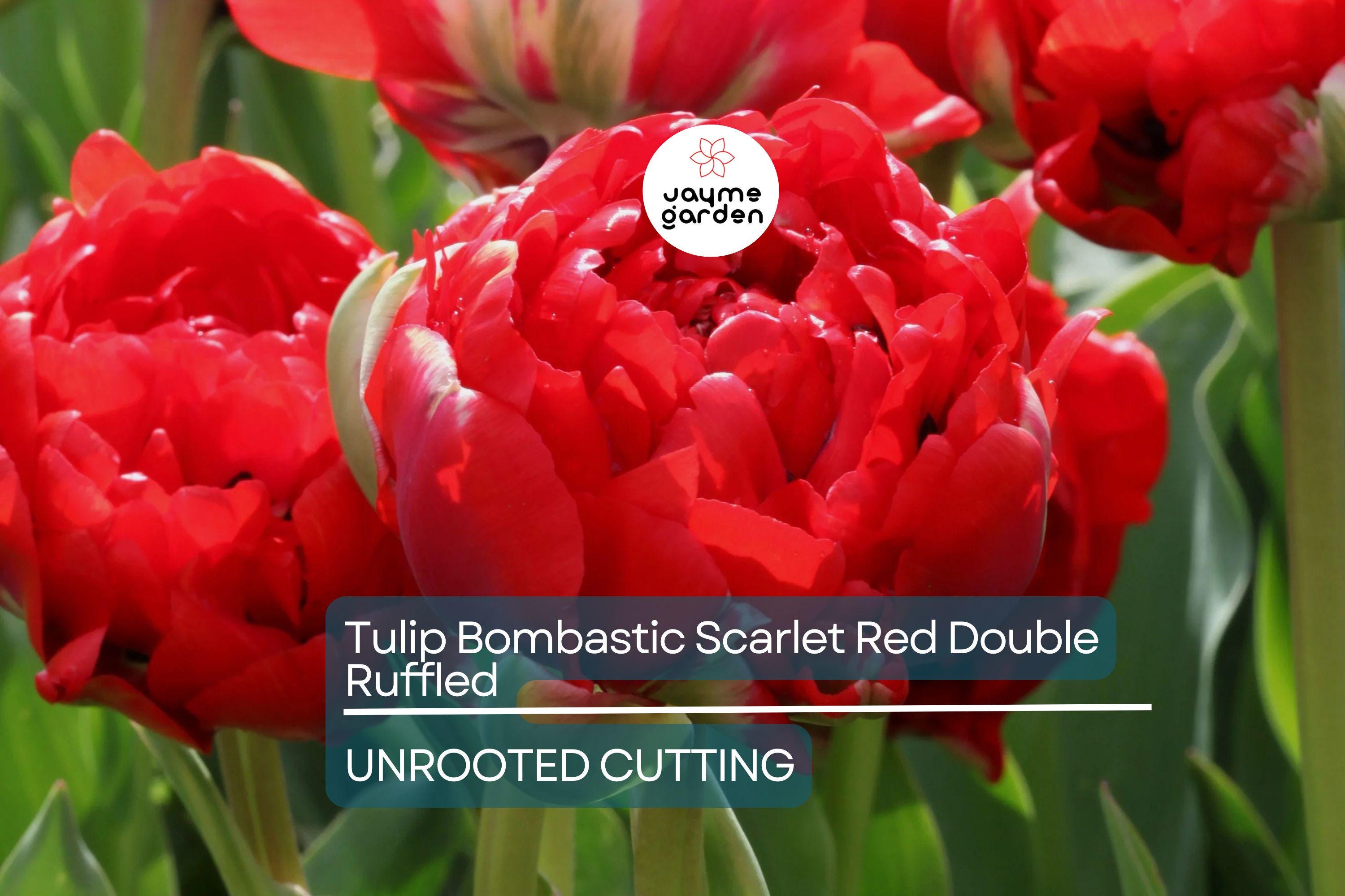 Tulip Bombastic Scarlet Red Double Ruffled – 8” Blooms, 10 Flower Bulbs, Peony-Like, Late Spring