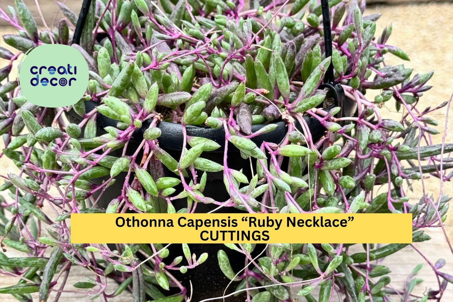 10 Ruby Necklace Cuttings – Othonna Capensis Succulent Cuttings, Trailing Purple Stems for Pots, Baskets & Rock Gardens – Organic USA