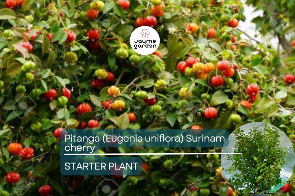 Pitanga (Eugenia Uniflora) Surinam Cherry Tree 2’-3’ – Tropical Fruit Tree with Tangy Delights