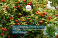 Pitanga (Eugenia Uniflora) Surinam Cherry Tree 2’-3’ – Tropical Fruit Tree with Tangy Delights
