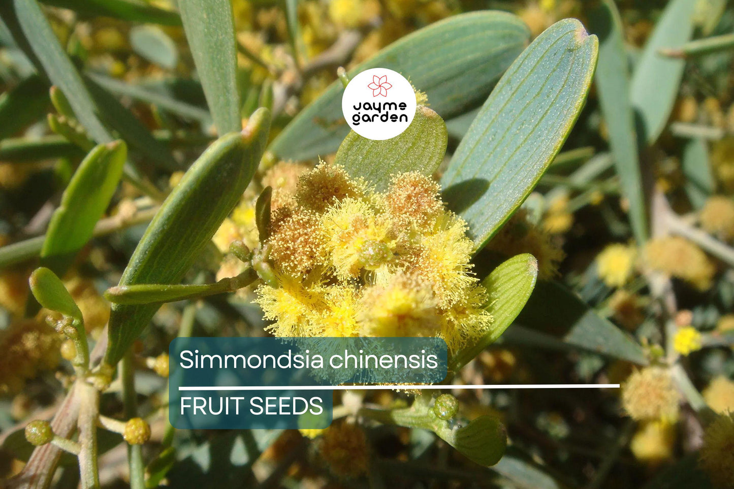 5 Jojoba Tree Seeds (Simmondsia chinensis) – Drought-Tolerant Shrub, Goat Nut Plant, USDA Zones 9-10, Rare Native Arid Climate Plant