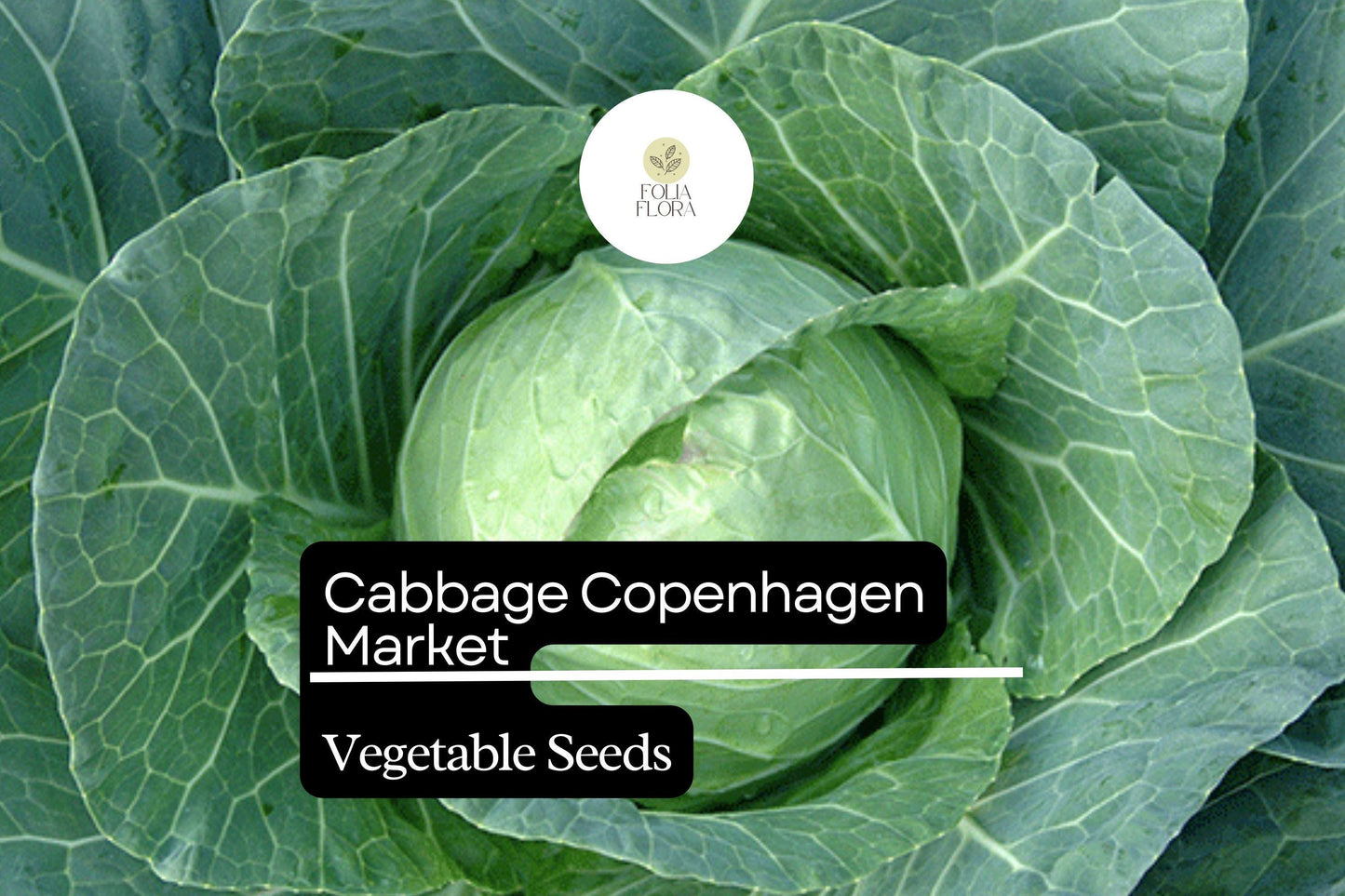 500 Copenhagen Market Cabbage Seeds – Brassica oleracea – Heirloom, Early-Maturing, Compact & Sweet