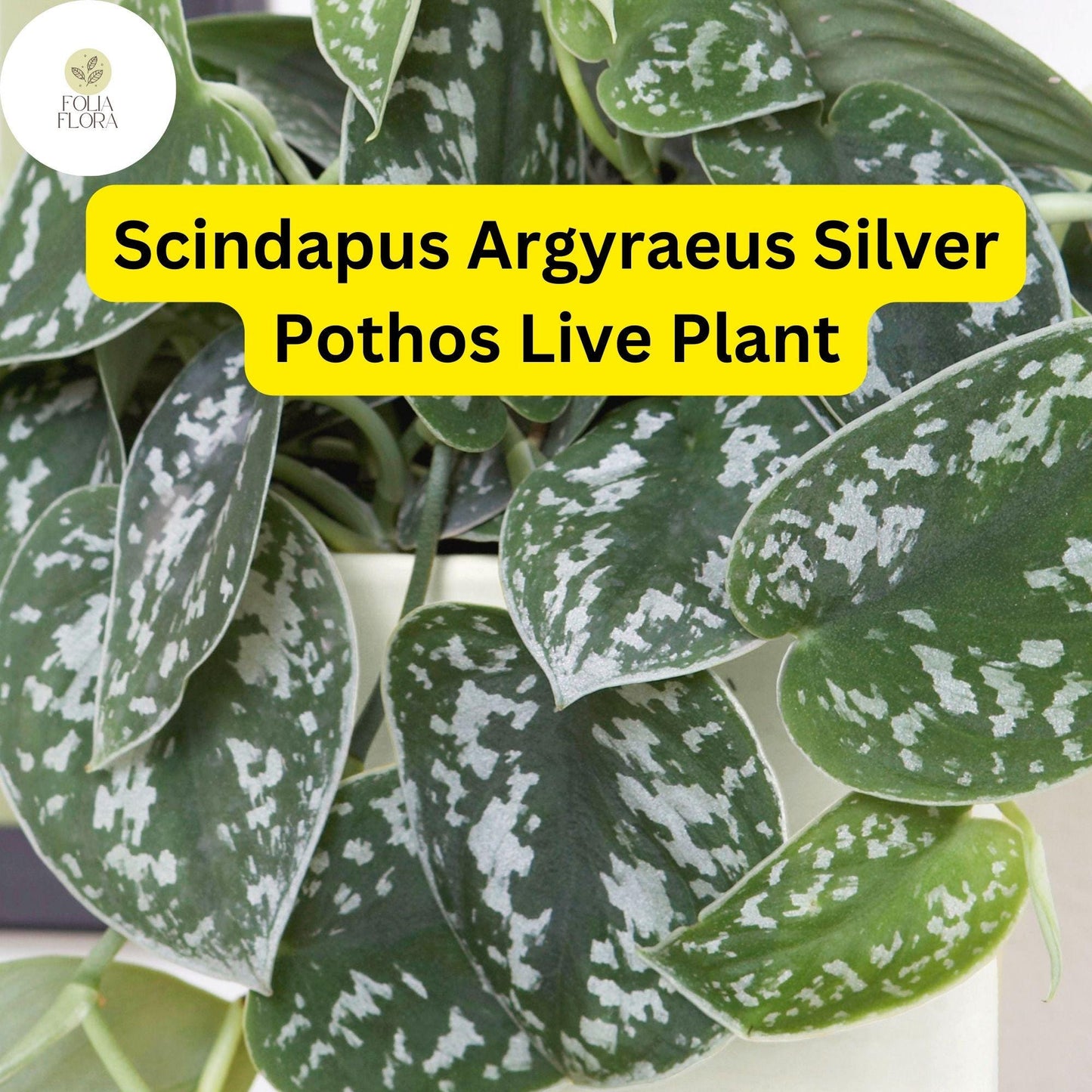 1 Scindapsus Argyraeus - Silver Pothos Live Plant in 4" Pot - Low-Light Indoor Houseplant, Trailing Vine