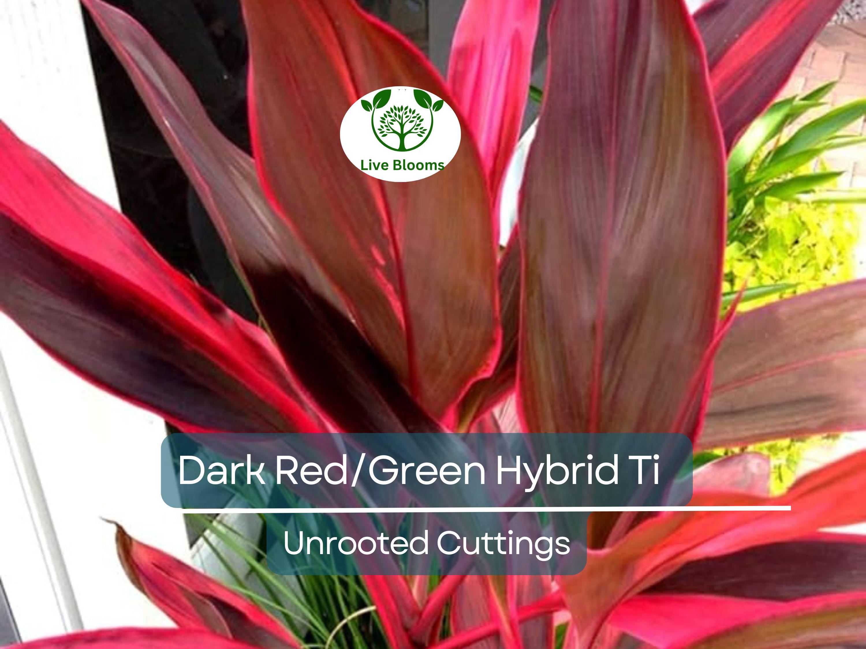 3 Hawaiian Dark Red/Green Hybrid Ti Leaf Fresh Cuttings 6" Starter Logs - Cordyline Fruticosa, Tropical Plant
