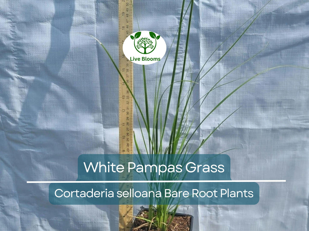 1 White Pampas Grass – Live Bare Root Plant – Cortaderia Selloana Ornamental Grass for Privacy, Landscape, and Dried Decor