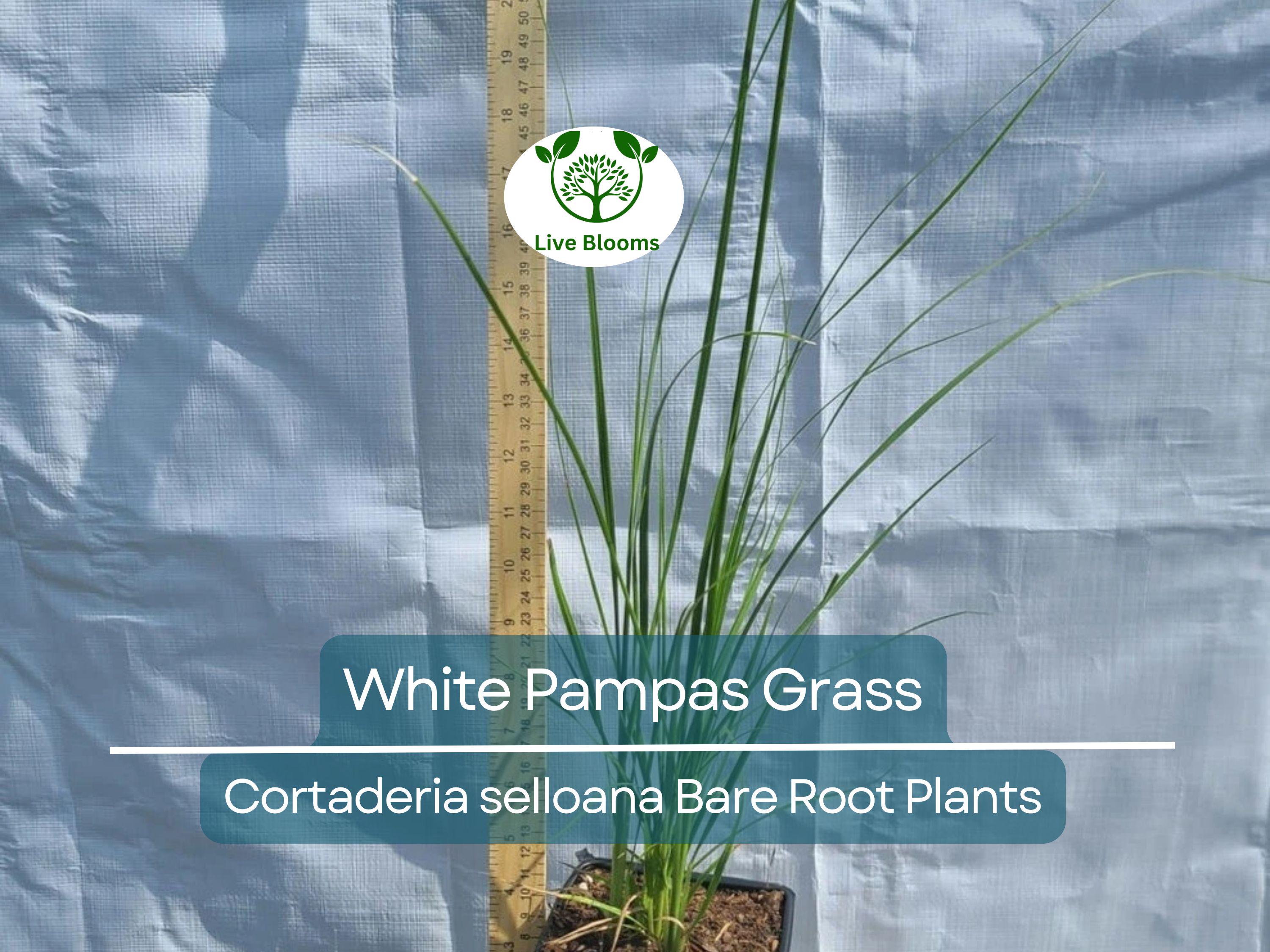 1 White Pampas Grass – Live Bare Root Plant – Cortaderia Selloana Ornamental Grass for Privacy, Landscape, and Dried Decor