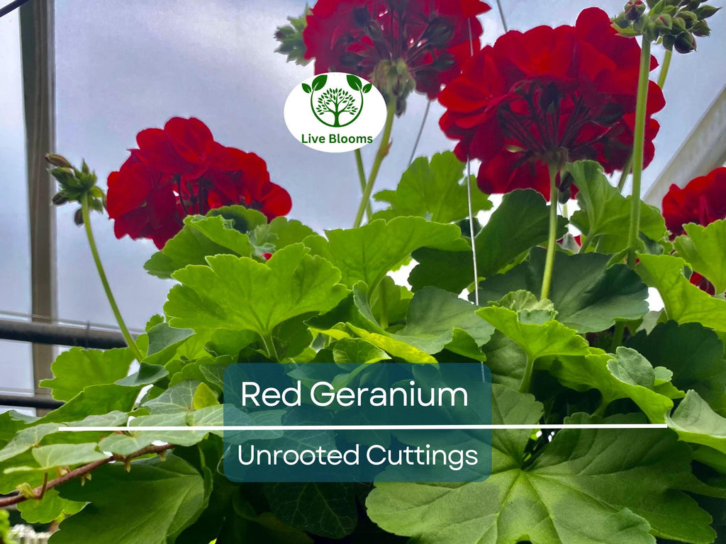 5 Organic Red Geranium Unrooted Cuttings 5-8" - Fresh, Easy to Root, Pelargonium - Vibrant Red Blooms, for Garden, Pots, or Hanging Baskets